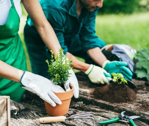 happy-young-farmers-working-with-aromatic-plants-a-2026-03-26-03-59-03-utc