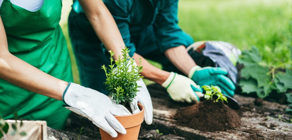 happy-young-farmers-working-with-aromatic-plants-a-2026-03-26-03-59-03-utc